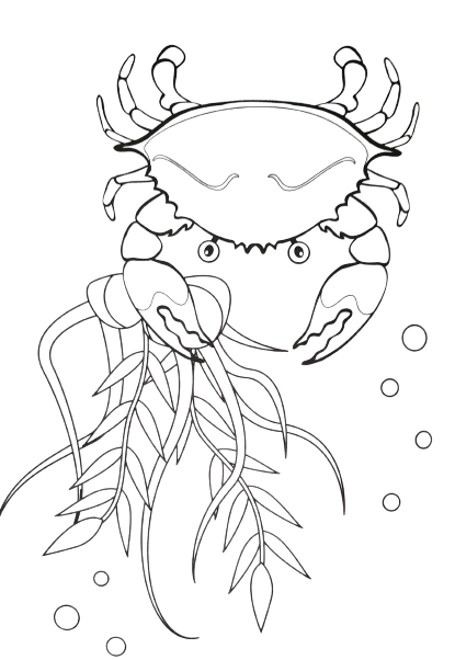sea-animal3